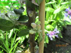 AromaspurGruen_1